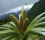 hawaiian plant
