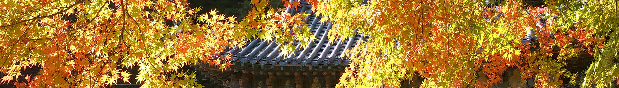 autumn foliage image