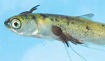 juvenile salmon with sealice on it