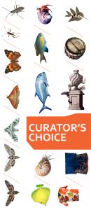 Curator's Choice