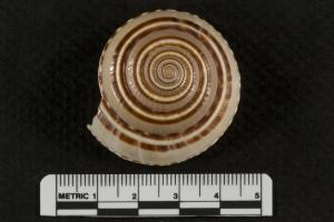 Architectonica perspectiva, or perspective sundial shell, is a common species of sea snail,