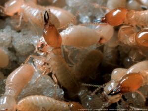 Formosan subterranean termite contains millions of individuals, causing extensive damage to homes.