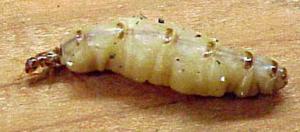 The enlarged abdomen of a mature termite queen allows her to lay thousands of eggs per day.