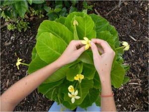 Walsh will study the critically endangered Brighamia insignis. 