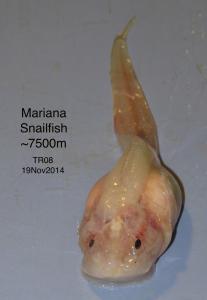 This snailfish found in the Mariana Trench is very likely a new species.Credit:SOI/HADES, P.Yancey.