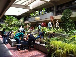 UH Law School staff, faculty and students at work greening the courtyard.