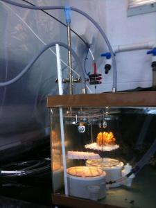 Adult corals were placed in closed chambers to measure physiology. Credit: Hollie Putnam, HIMB.
