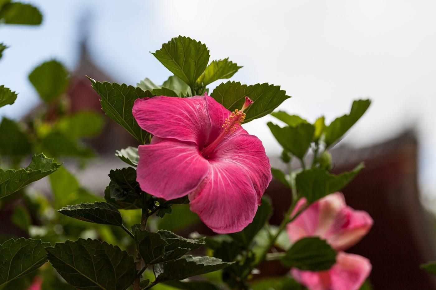 Pink Hibiscus flower