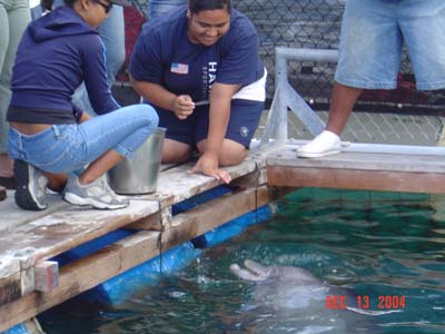 Shark Release 022