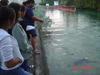 Shark Release 066