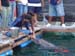 Shark Release 018