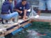 Shark Release 022