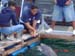 Shark Release 023