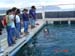 Shark Release 029