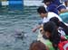 Shark Release 045