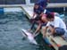 Shark Release 047