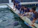 Shark Release 058