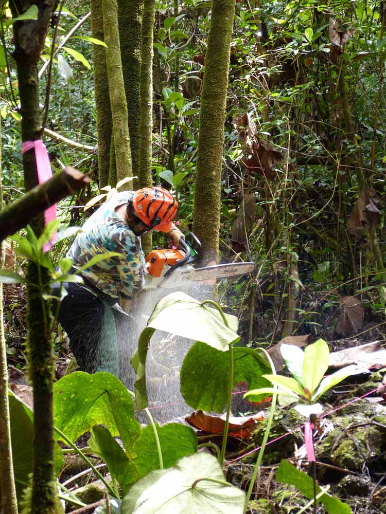 A man using a chainsaw to cut an invasive tree in a forest