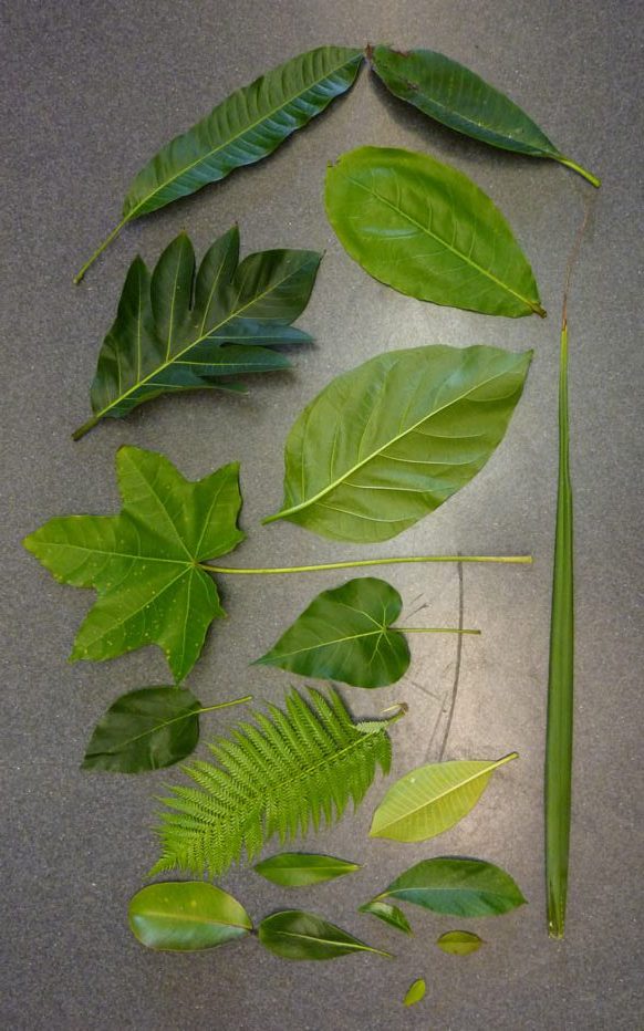 Leaves from various trees found in our forest