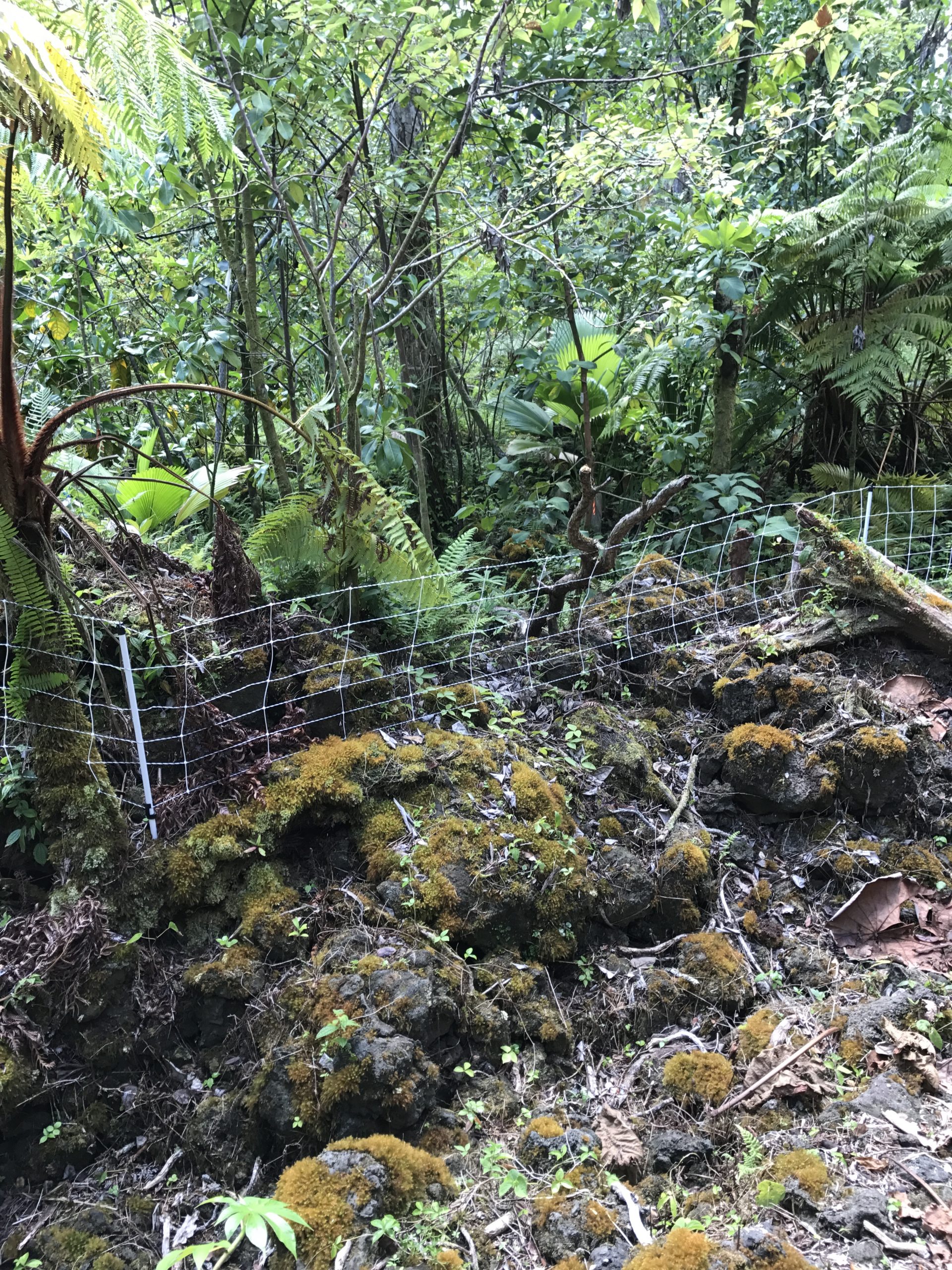 Experimental forest plot behind a low fence.