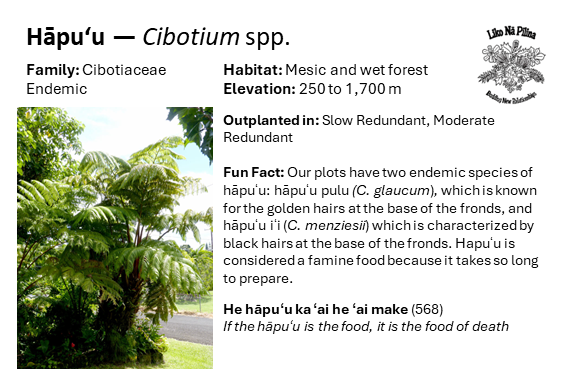 Hāpuʻu — Cibotium spp. Family: Cibotiaceae Endemic Habitat: Mesic and wet forest Elevation: 250 to 1,700 m Outplanted in: Slow Redundant, Moderate Redundant Fun Fact: Our plots have two endemic species of hāpuʻu: hāpuʻu pulu (C. glaucum), which is known for the golden hairs at the base of the fronds, and hāpuʻu iʻi (C. menziesii) which is characterized by black hairs at the base of the fronds. Hapuʻu is considered a famine food because it takes so long to prepare. He hāpuʻu ka ʻai he ʻai make (568) If the hāpuʻu is the food, it is the food of death