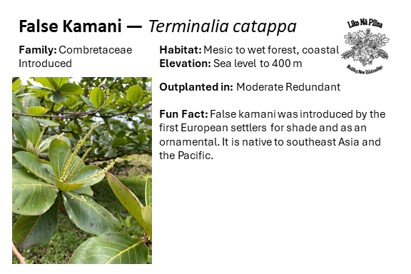 False Kamani — Terminalia catappa Family: Combretaceae IntroducedHabitat: Mesic to wet forest, coastal Elevation: Sea level to 400 m Outplanted in: Moderate Redundant Fun Fact: False kamani was introduced by the first European settlers for shade and as an ornamental. It is native to southeast Asia and the Pacific.
