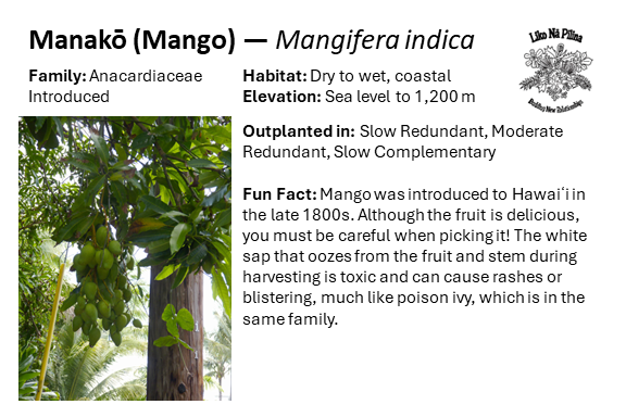 Manakō (Mango) — Mangifera indica Family: Anacardiaceae Introduced Habitat: Dry to wet, coastal Elevation: Sea level to 1,200 m Outplanted in: Slow Redundant, Moderate Redundant, Slow Complementary Fun Fact: Mango was introduced to Hawaiʻi in the late 1800s. Although the fruit is delicious, you must be careful when picking it! The white sap that oozes from the fruit and stem during harvesting is toxic and can cause rashes or blistering, much like poison ivy, which is in the same family.