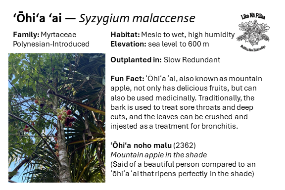ʻŌhiʻa ʻai — Syzygium malaccense Family: Myrtaceae Polynesian-Introduced Habitat: Mesic to wet, high humidity Elevation: sea level to 600 m Outplanted in: Slow Redundant Fun Fact: ʻŌhiʻa ʻai, also known as mountain apple, not only has delicious fruits, but can also be used medicinally. Traditionally, the bark is used to treat sore throats and deep cuts, and the leaves can be crushed and injested as a treatment for bronchitis. ʻŌhiʻa noho malu (2362) Mountain apple in the shade (Said of a beautiful person compared to an ʻōhiʻa ʻai that ripens perfectly in the shade)
