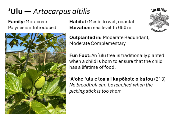 ʻUlu — Artocarpus altilis Family: Moraceae Polynesian-Introduced Habitat: Mesic to wet, coastal Elevation: sea level to 650 m Outplanted in: Moderate Redundant, Moderate Complementary Fun Fact: An ʻulu tree is traditionally planted when a child is born to ensure that the child has a lifetime of food. ʻAʻohe ʻulu e loaʻa i ka pōkole o ka lou (213) No breadfruit can be reached when the picking stick is too short