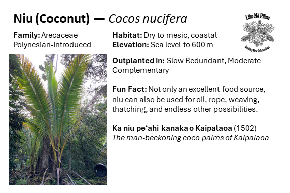 Niu (Coconut) — Cocos nucifera Family: Arecaceae Polynesian-Introduced Habitat: Dry to mesic, coastal Elevation: Sea level to 600 m Outplanted in: Slow Redundant, Moderate Complementary Fun Fact: Not only an excellent food source, niu can also be used for oil, rope, weaving, thatching, and endless other possibilities. Ka niu peʻahi kanaka o Kaipalaoa (1502) The man-beckoning coco palms of Kaipalaoa
