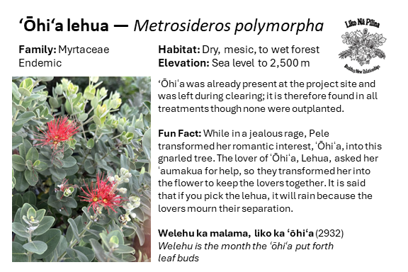 ‘Ōhi‘a lehua — Metrosideros polymorpha Family: Myrtaceae Endemic Habitat: Dry, mesic, to wet forest Elevation: Sea level to 2,500 m ‘Ōhiʻa was already present at the project site and was left during clearing; it is therefore found in all treatments though none were outplanted. Fun Fact: While in a jealous rage, Pele transformed her romantic interest, ʻŌhiʻa, into this gnarled tree. The lover of ʻŌhiʻa, Lehua, asked her ʻaumakua for help, so they transformed her into the flower to keep the lovers together. It is said that if you pick the lehua, it will rain because the lovers mourn their separation. Welehu ka malama, liko ka ʻōhiʻa (2932) Welehu is the month the ʻōhiʻa put forth leaf buds