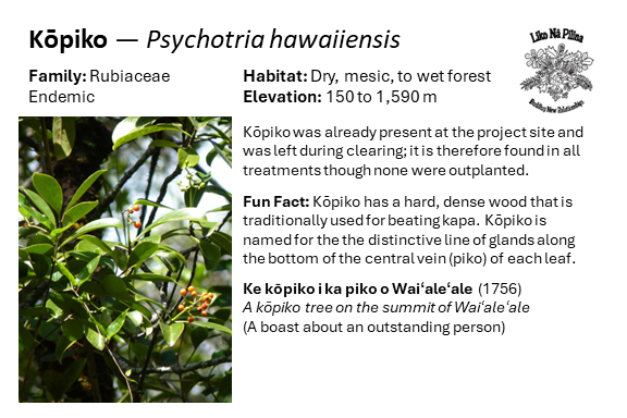 Kōpiko — Psychotria hawaiiensis Family: Rubiaceae Endemic Habitat: Dry, mesic, to wet forest Elevation: 150 to 1,590 m Kōpiko was already present at the project site and was left during clearing; it is therefore found in all treatments though none were outplanted. Fun Fact: Kōpiko has a hard, dense wood that is traditionally used for beating kapa. Kōpiko is named for the the distinctive line of glands along the bottom of the central vein (piko) of each leaf. Ke kōpiko i ka piko o Waiʻaleʻale (1756) A kōpiko tree on the summit of Waiʻaleʻale (A boast about an outstanding person)