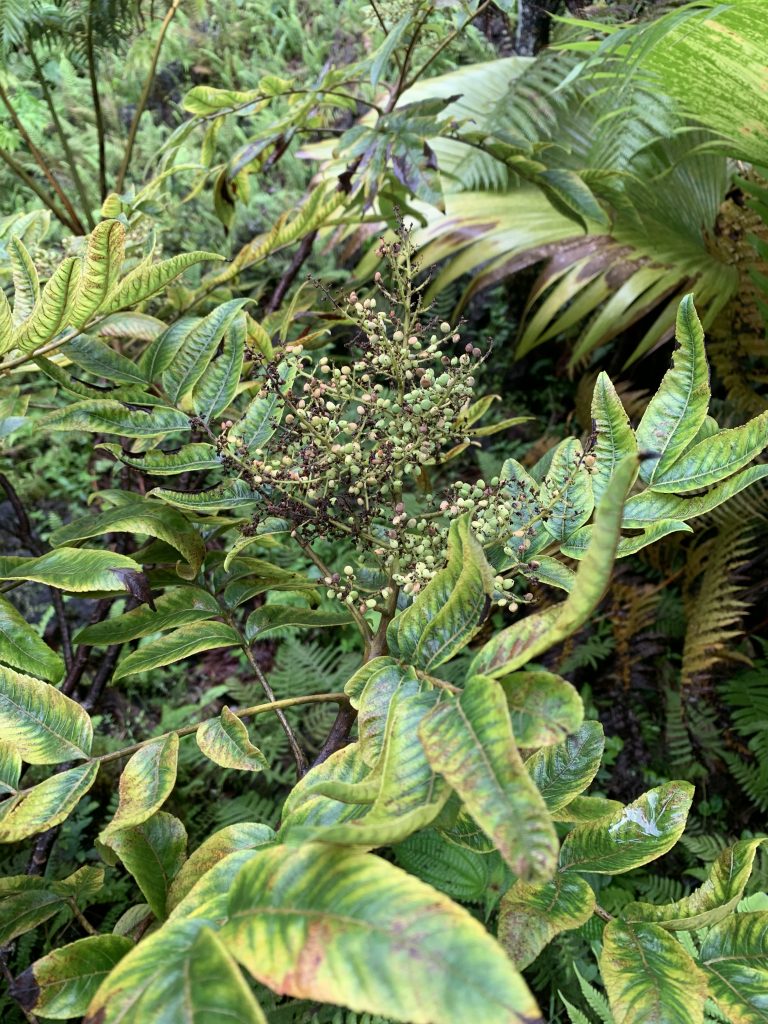 Fruiting neneleau with other outplants in the background.