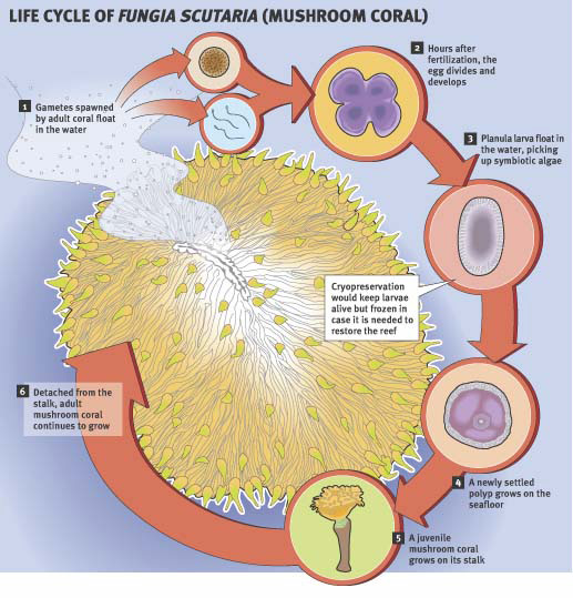 lifecycle of coral