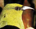 amakihi Hawaiian honeycreepers