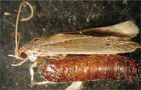 banana moth with larvae