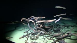 Cutthroat eels on seamount summit in CCZ; over 9,800 feet deep. Credit: Drazen Lab/UHM; Deep CCZ Exp