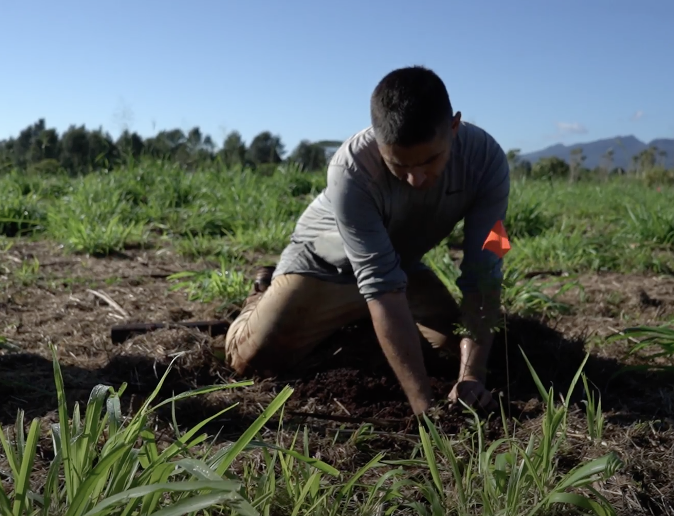 M noa The greening of Wahiaw University of Hawaii News