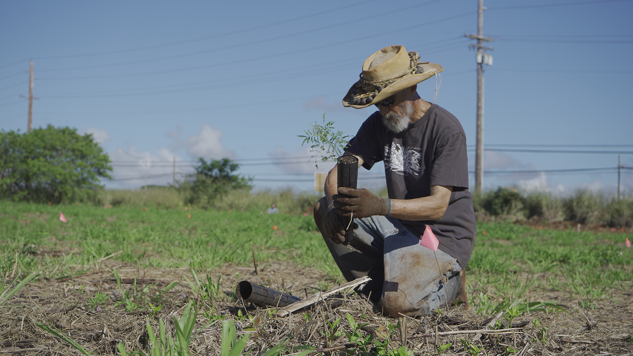 M noa The greening of Wahiaw University of Hawaii News