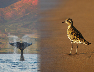 The Kohala (Humpback Whale) and Kōlea (Pacific Golden Plover) 