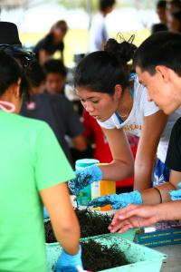 Kamehameha School students sort limu