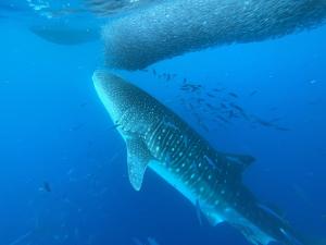 Whale shark