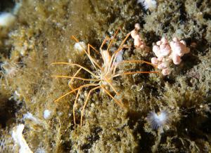 Giant Antarctic sea spider (Photo credit: S. Rupp)