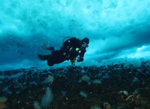 Aaron Toh on a research dive, collecting sea spiders (Photo credit: S. Rupp)