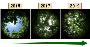 These photos show the rapid recovery of the forest canopy on Tanna, following Cyclone Pam in 2015.
