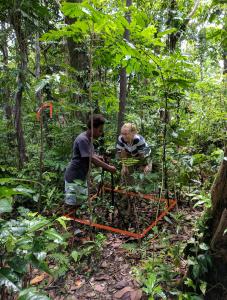 Team members monitor tree regeneration in study plots on Tanna in the aftermath of Cyclone Pam.