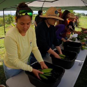 Hawaiʻi CC students wash and process bananas