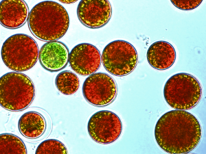Algae under the microscope