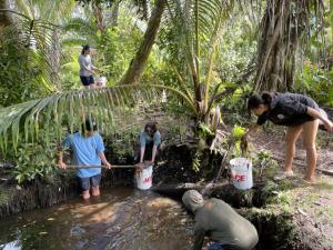 Project Hokulani internship students tend to Kaumaui loko i'a. Credit: Kainalu Steward.