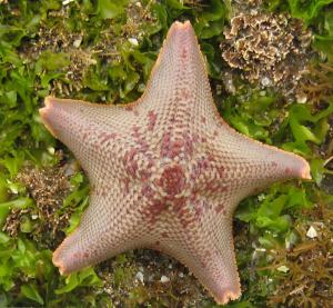 The sea star Patiria miniata (J. Puritz).